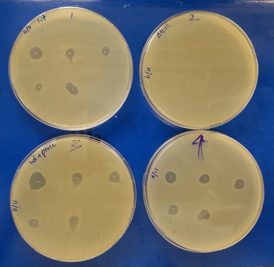 Lab photo 5