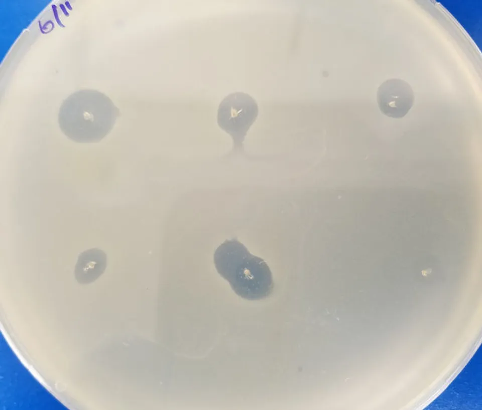 Lab photo 8